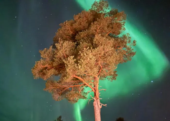 Vandrarhem i Arvidsjaur