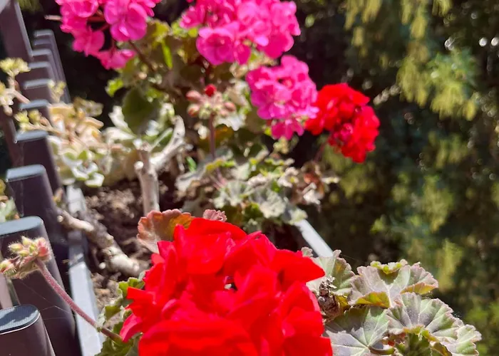 Bed and Breakfast a San Felice Circeo